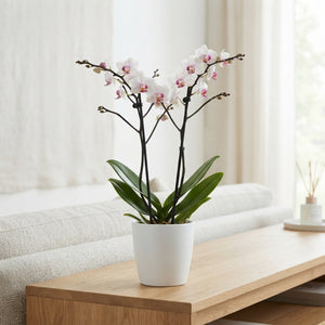 White Phalaenopsis Orchid ‘Red Lips’ – 9cm Pot