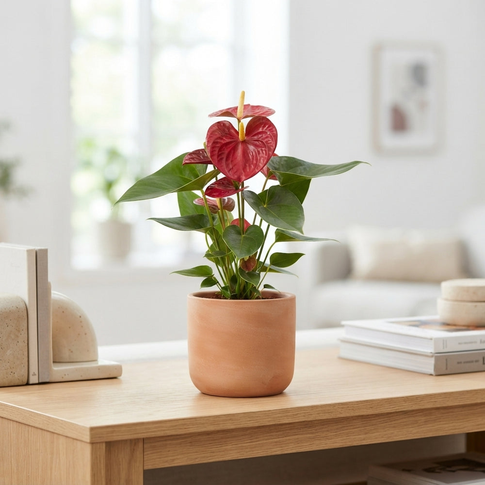 Anthurium Mixed Colours – 9cm Pot, 30cm High
