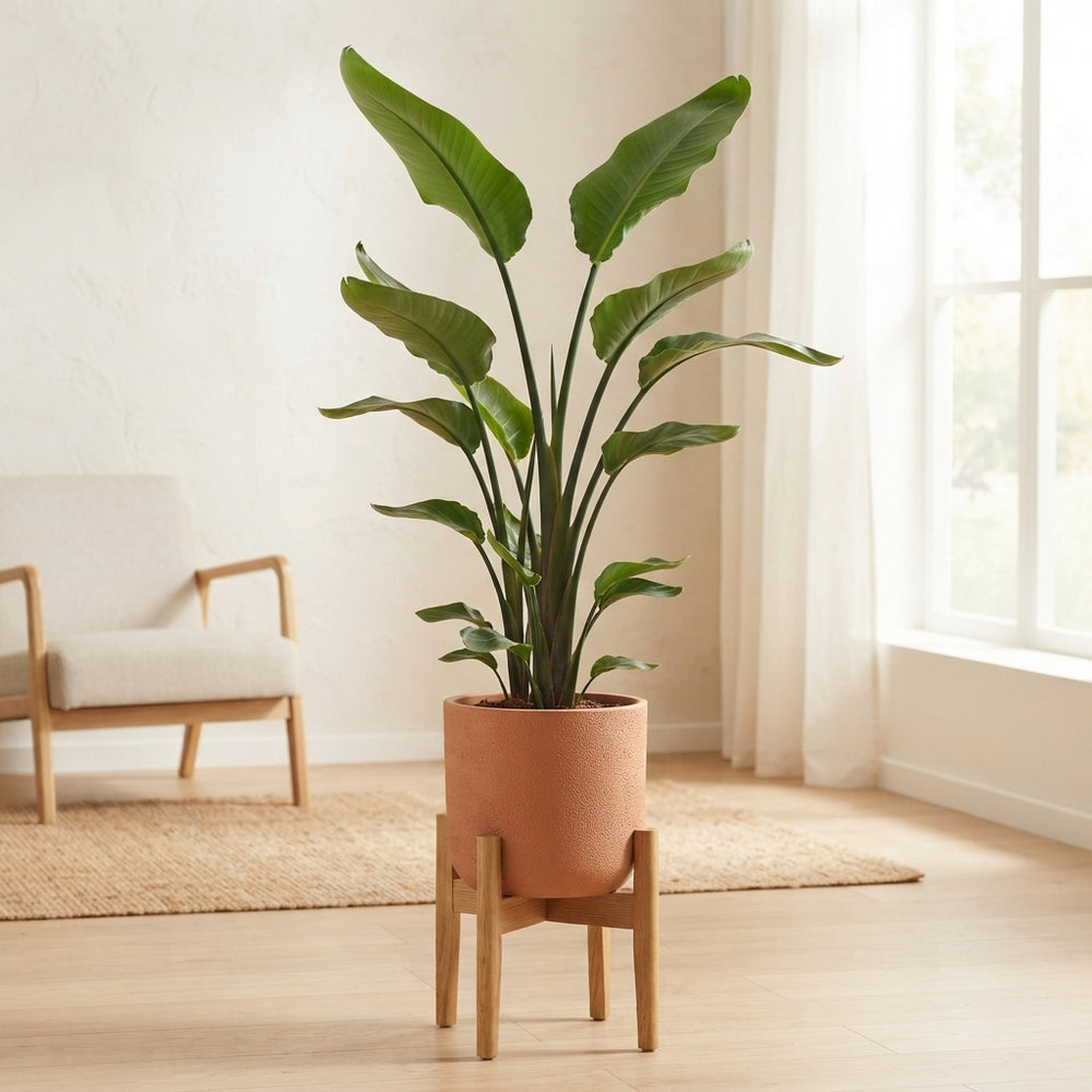 White Bird of Paradise (Strelitzia nicolai) – 27cm Pot, 140cm