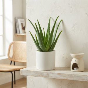Aloe Vera Plant – 14cm Pot, Approx. 33cm High