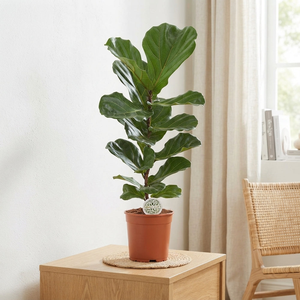 Fiddle Leaf Fig (Ficus lyrata) – 21cm Pot