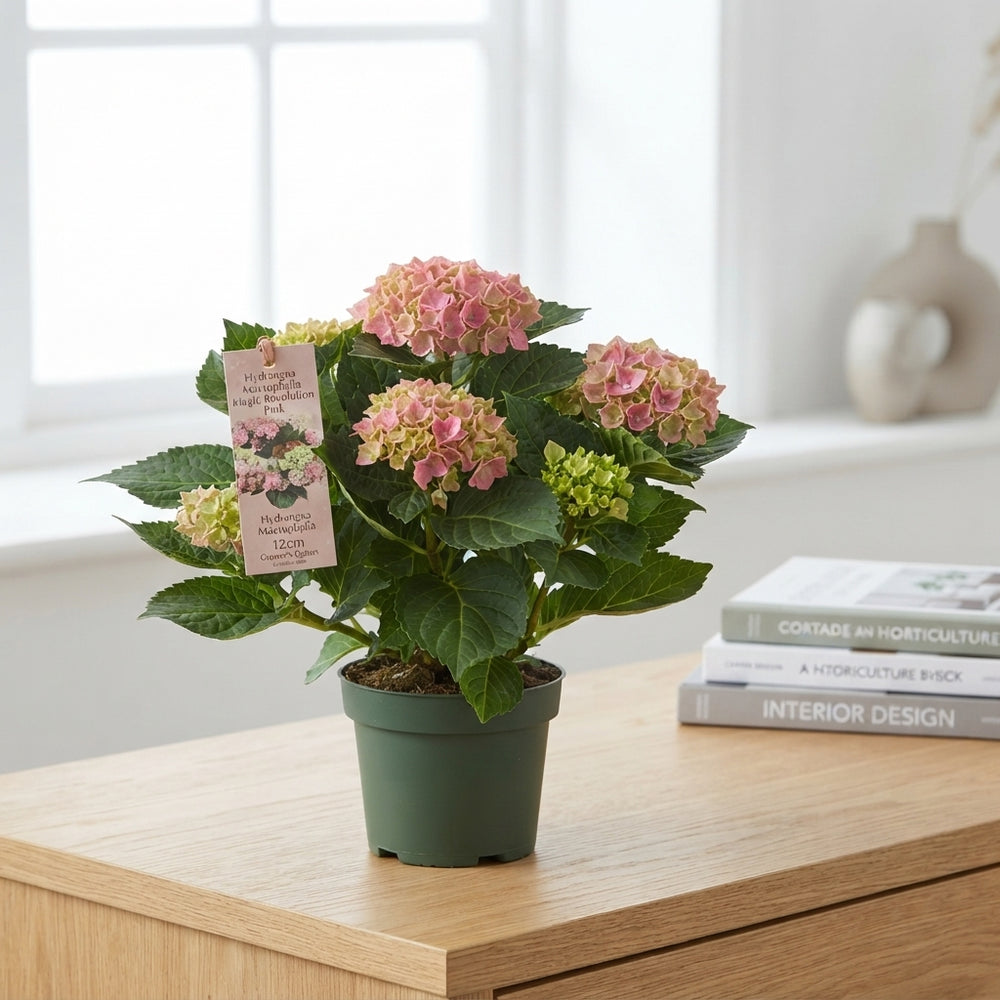 Pink Hydrangea macrophylla ‘Magic Revolution’ – 12cm Pot