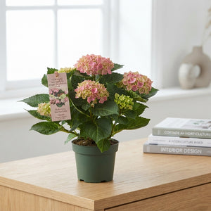 Pink Hydrangea macrophylla ‘Magic Revolution’ – 12cm Pot