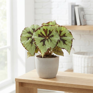 Begonia Masoniana – 13cm Pot, 32cm Height