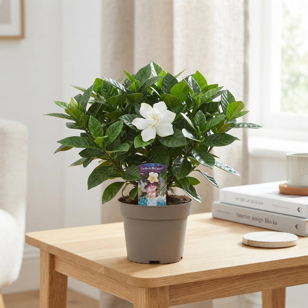 Gardenia Jasminoides – White Flowering Houseplant, 13cm Pot