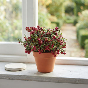 Gaultheria mucronata Wintergreen – 10.5cm Pot