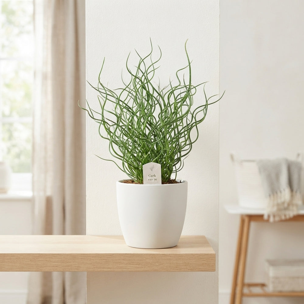 Green Cactus Collection – 17cm Pot