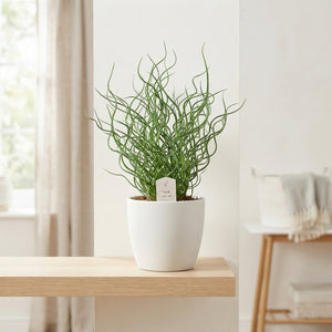 Green Cactus Collection – 17cm Pot