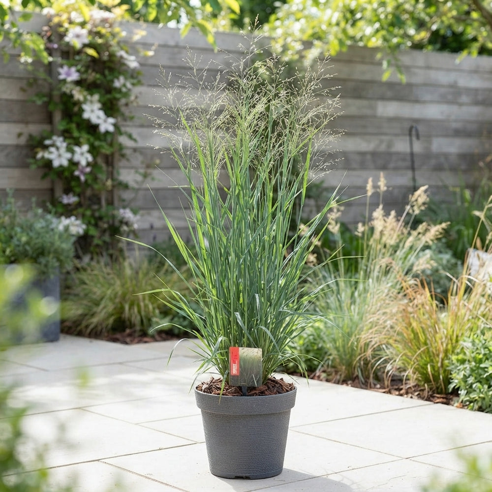 Switch Grass (Panicum virgatum) – 26cm Pot
