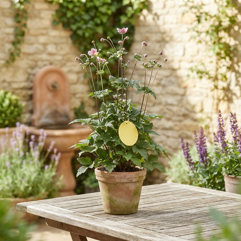 Anemone hupehensis ‘Praecox’ – 19cm Pot