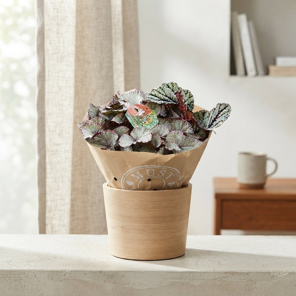 Begonia ‘Bel Gem’ – 17cm Pot