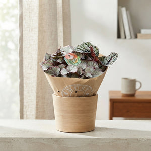 Begonia ‘Bel Gem’ – 17cm Pot