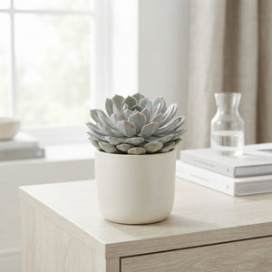 Grey Echeveria Succulent – 10.5cm Pot