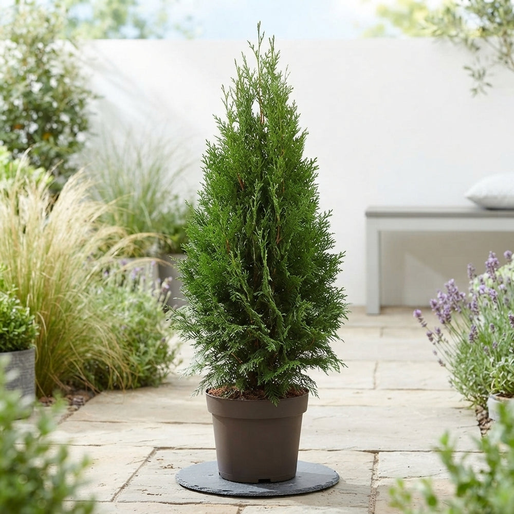 Emerald Green Thuja occidentalis ‘Smaragd’ – 24cm Pot