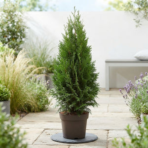 Emerald Green Thuja occidentalis ‘Smaragd’ – 24cm Pot
