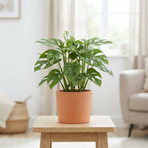 Mini Monstera (Rhaphidophora tetrasperma) – 15cm Pot