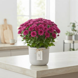 Mixed Chrysanthemum Houseplant – 23cm Pot