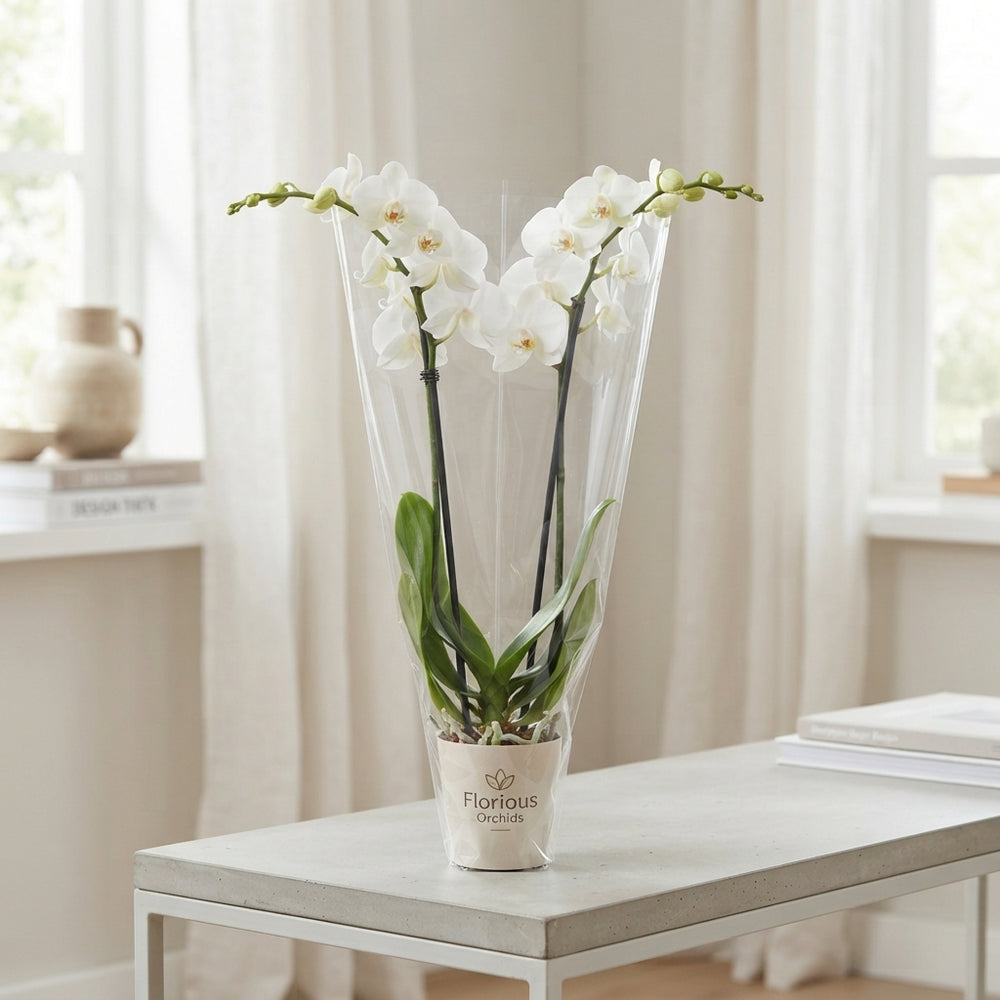 White Phalaenopsis Orchid – 9cm Pot, 45cm High