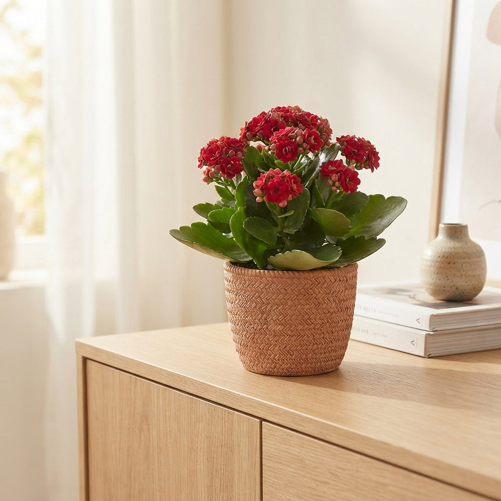 Mixed Kalanchoe Double Flowers – 15cm Pot
