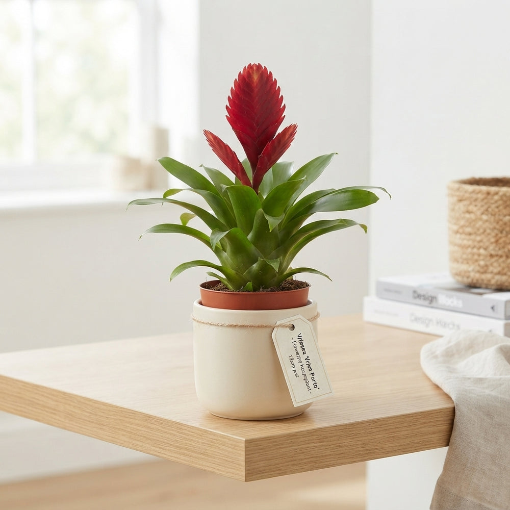 Red Vriesea Flaming Sword – 12cm Pot, 42cm Height