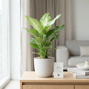 Dieffenbachia Ivory Green – 14cm Pot, 60cm Height