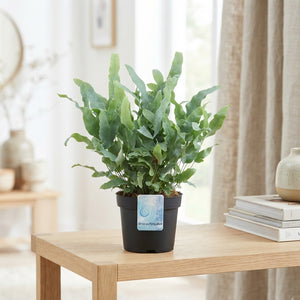 Blue Star Fern (Phlebodium) – 12cm Pot