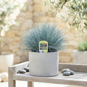 Intense Blue Festuca Ornamental Grass – 12cm Pot