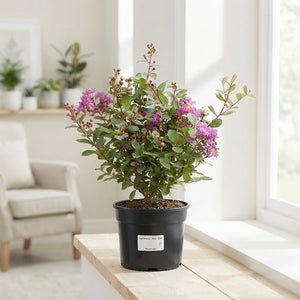 Lagerstroemia indica Crape Myrtle – 15cm Pot