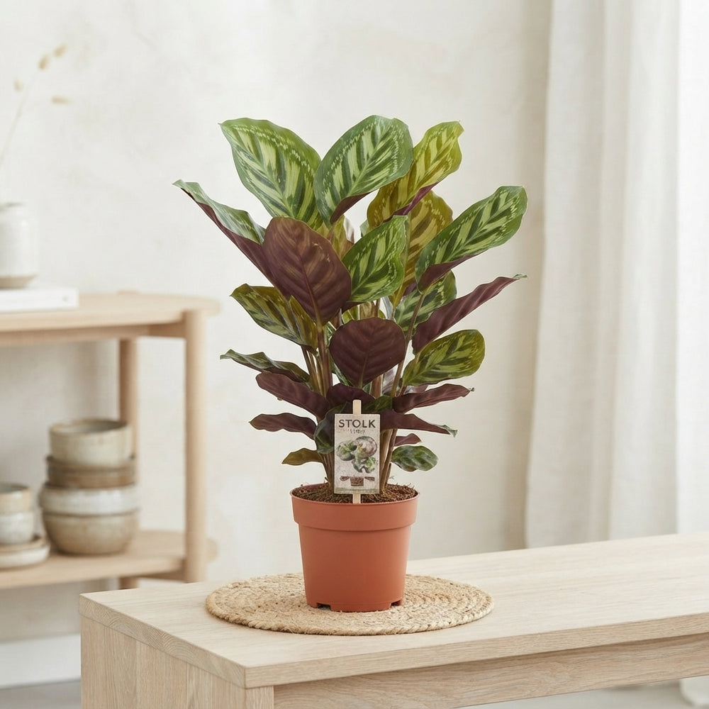 Calathea Flamestar – 14cm Pot, Approx. 60cm High