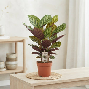 Calathea Flamestar – 14cm Pot, Approx. 60cm High