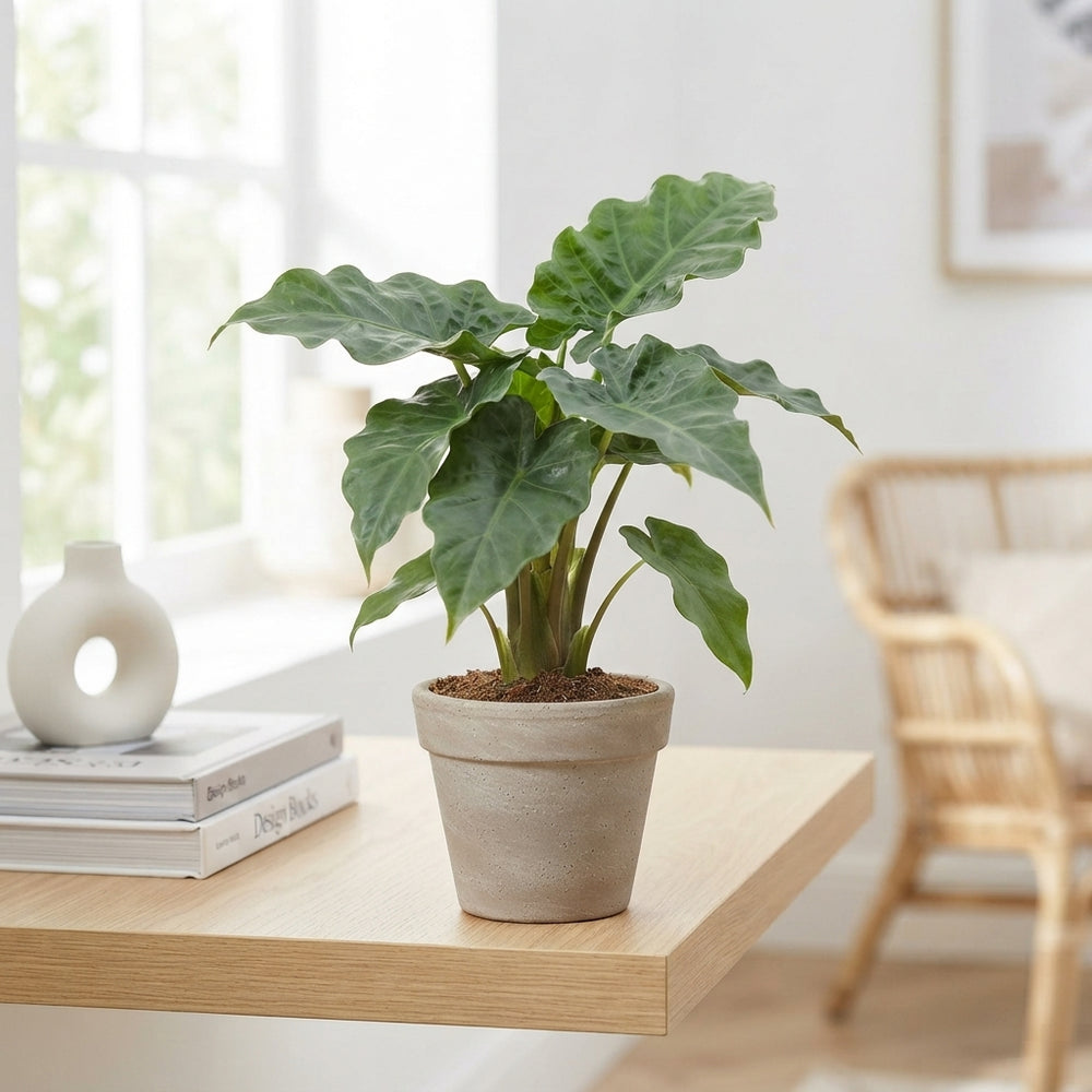 Alocasia Low Rider – 12cm Pot