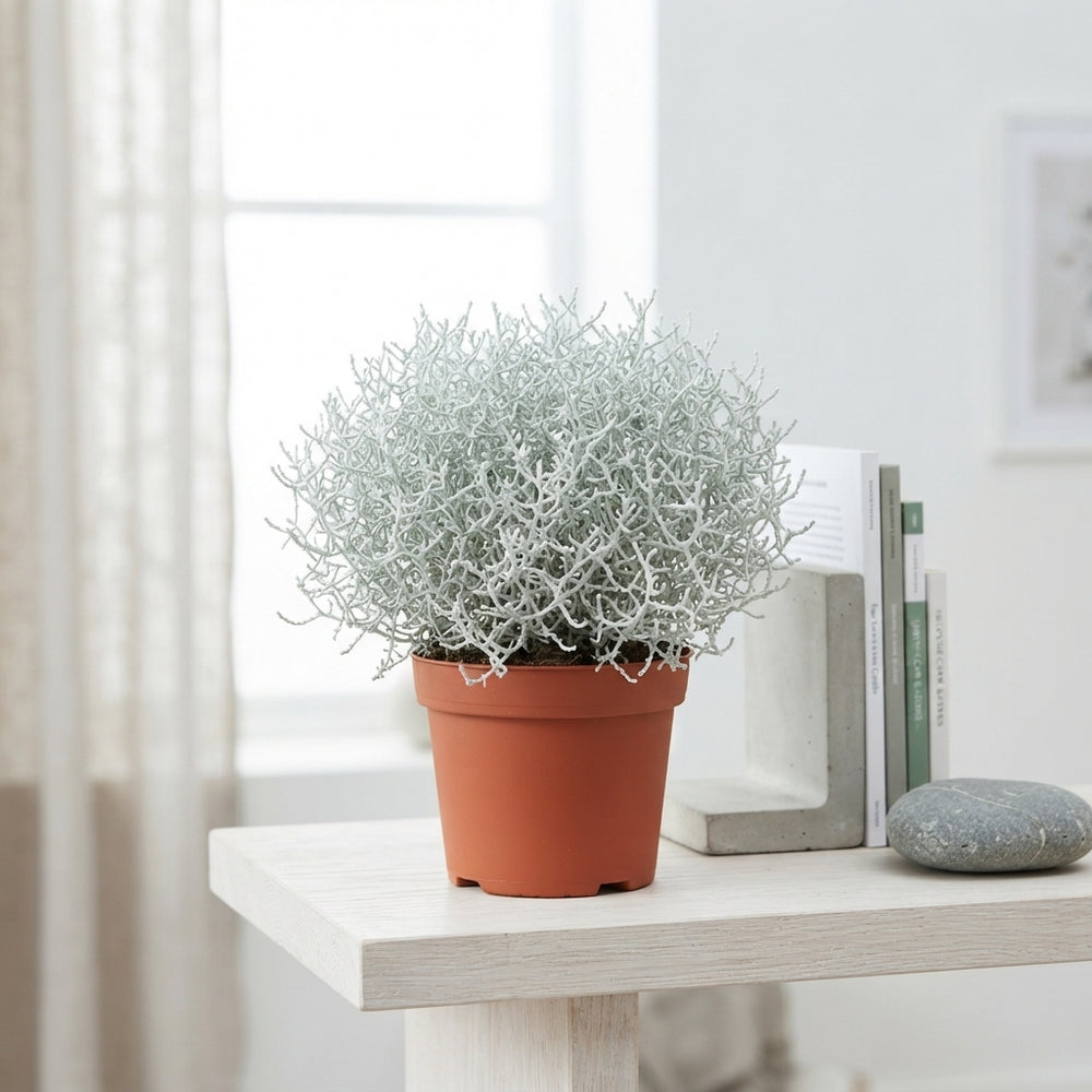 Grey Cushion Bush (Leucophyta brownii) – 12cm Pot