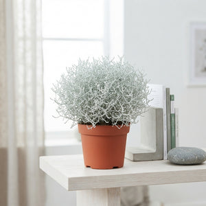 Grey Cushion Bush (Leucophyta brownii) – 12cm Pot