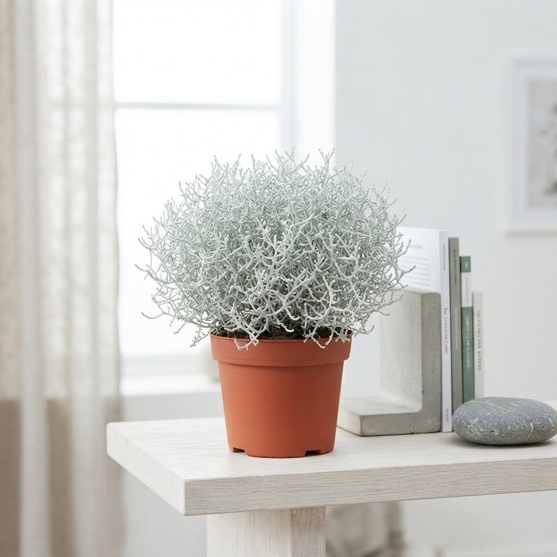 Grey Cushion Bush (Leucophyta brownii) – 12cm Pot