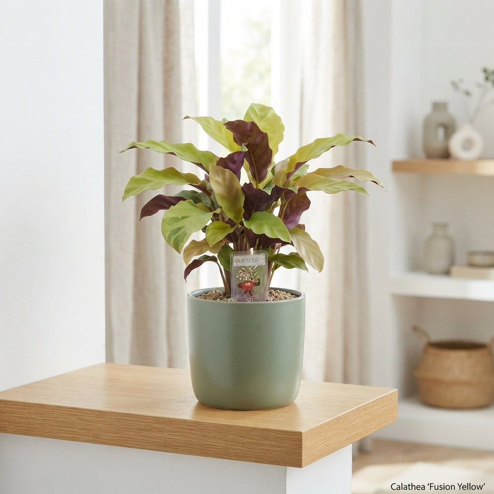 Calathea Fusion Yellow – 10.5cm Pot