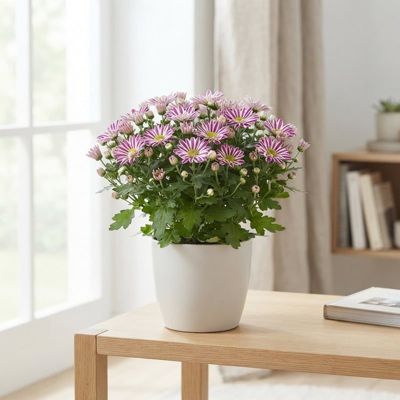 Pink Stripe Chrysanthemum – 12cm Pot