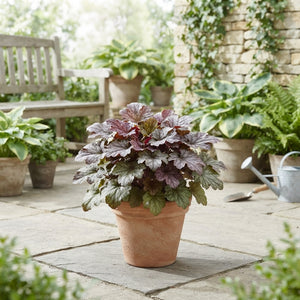 Heuchera ‘Mi Americana’ – 13cm Pot
