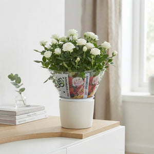 White Miniature Rose (Rosa) – 10.5cm Pot