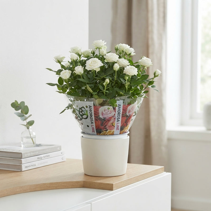 White Miniature Rose (Rosa) – 10.5cm Pot