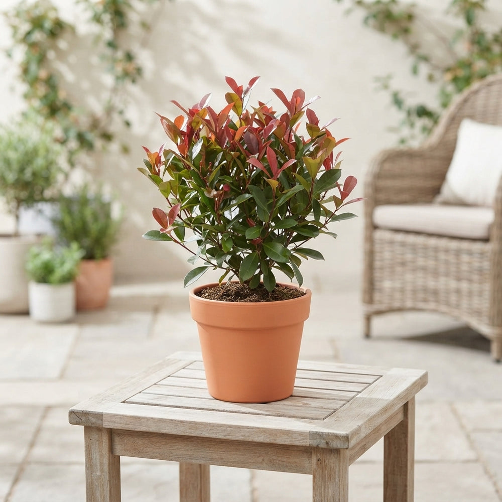 Photinia ‘Little Red Robin’ – 13cm Pot