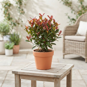 Photinia ‘Little Red Robin’ – 13cm Pot