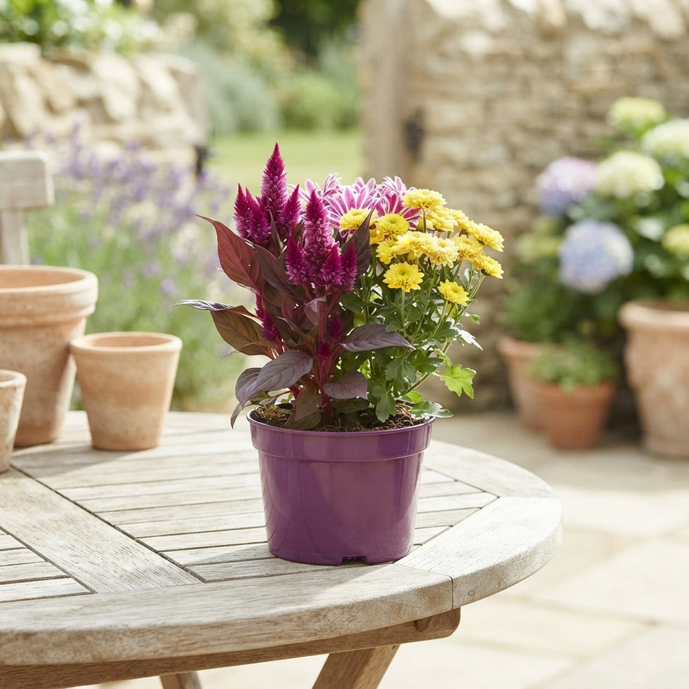 Gem Plant in Pot – 19cm Pot, 38cm High