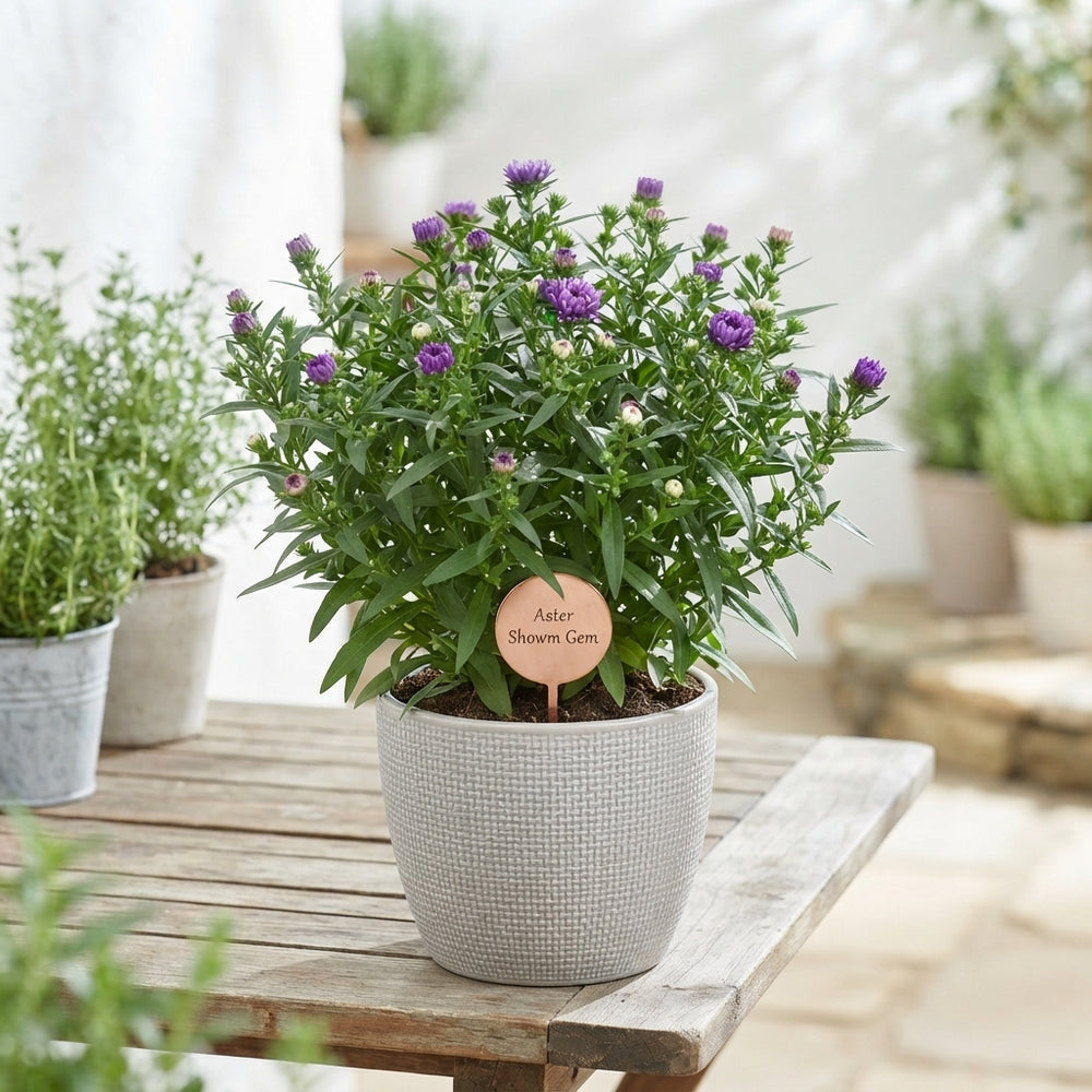 Aster ‘Showm Gem’ – 14cm Pot