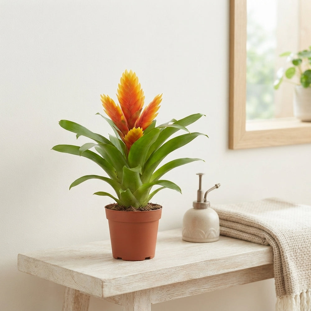 Orange Vriesea Bromeliad – 10.5cm Pot
