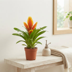Orange Vriesea Bromeliad – 10.5cm Pot