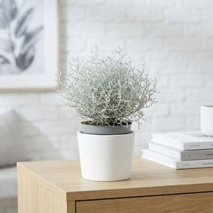 Leucophyta brownii Cushion Bush – 10.5cm Pot