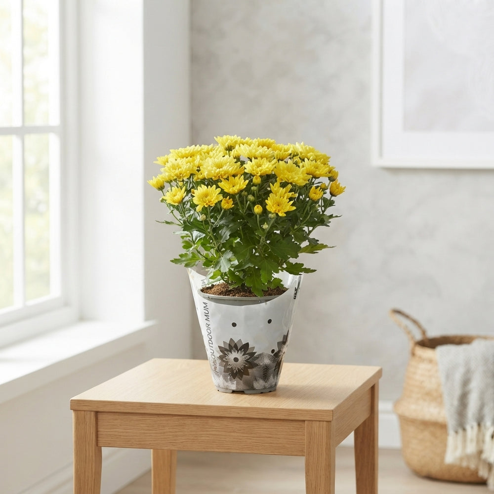 Chrysanthemum ‘Homerun’ Mix – 14cm Pot