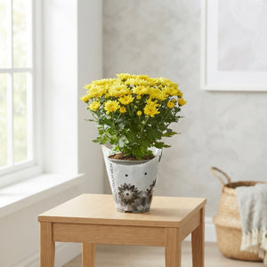 Chrysanthemum ‘Homerun’ Mix – 14cm Pot