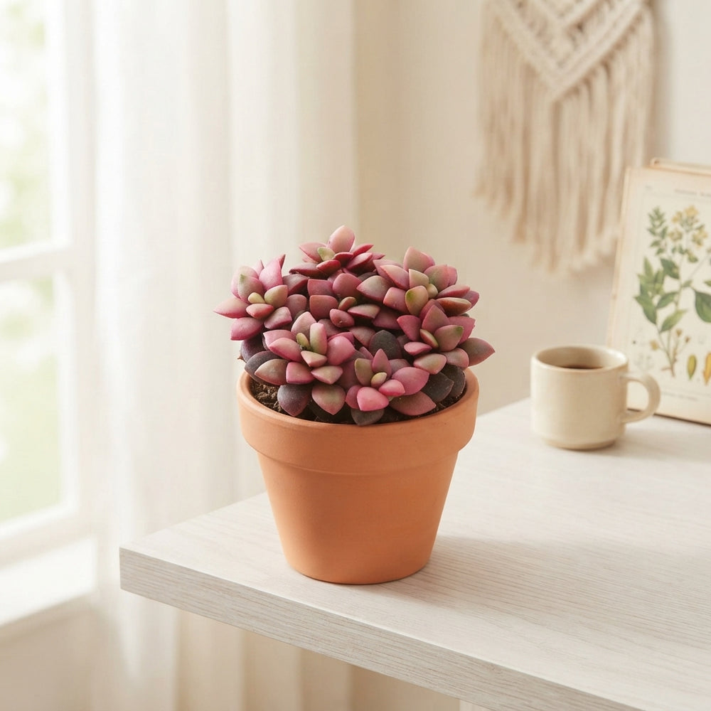 Sunrise Pink Anacampseros rufescens – 5.5cm Pot