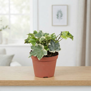 Variegated English Ivy (Hedera helix) – 8.5cm Pot